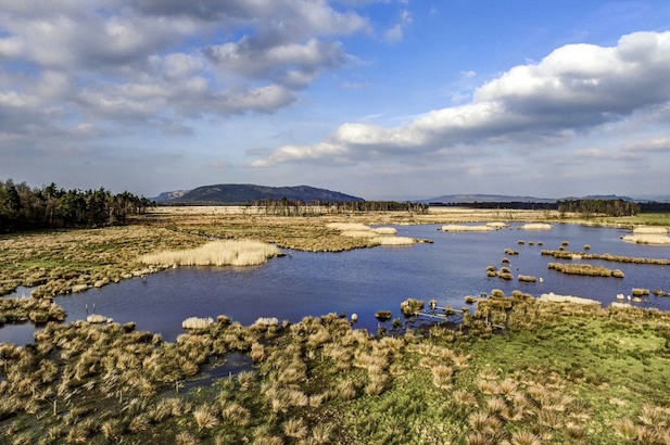 Foulshaw Moss Ospreys
