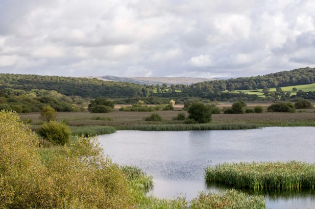RSPB Leighton Moss from the sky tower. Alan Coe
